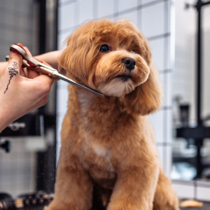 Grooming & Care