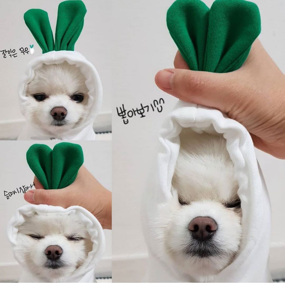 Cute Clothes For Small Dogs