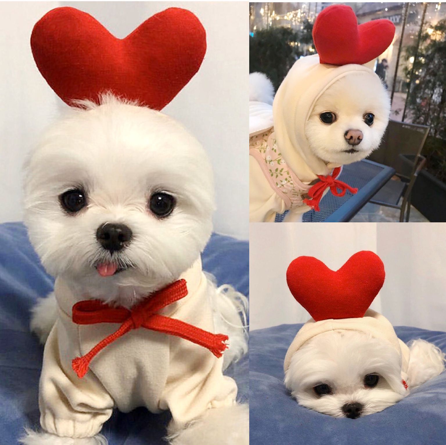 Cute Clothes For Small Dogs