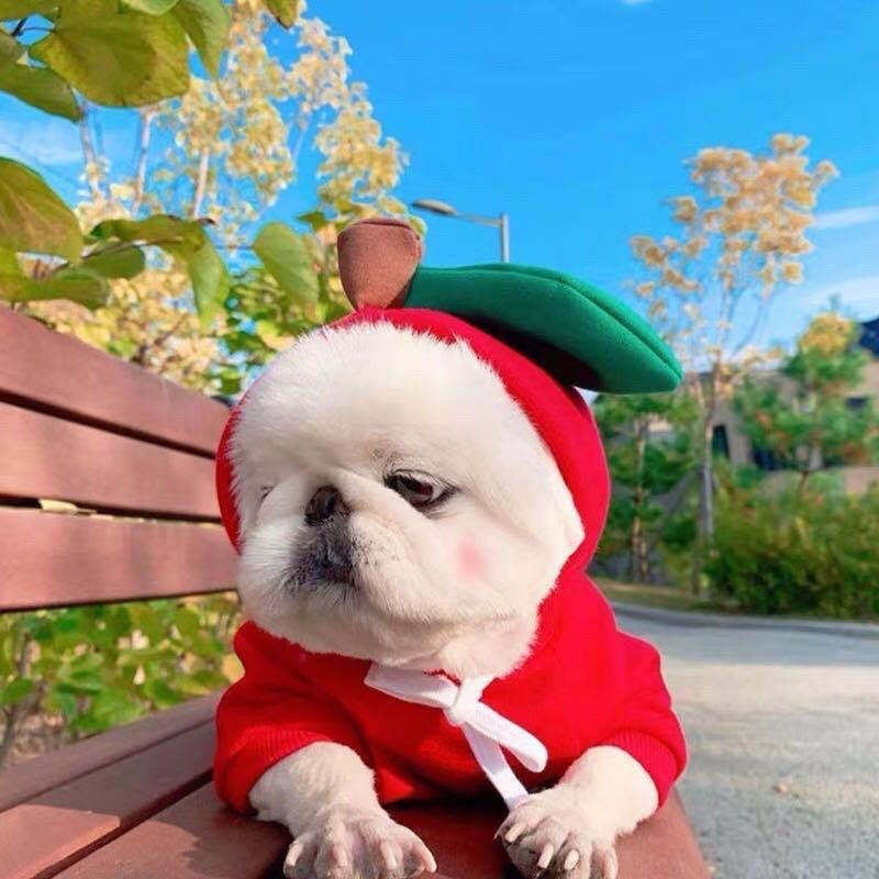 Cute Clothes For Small Dogs