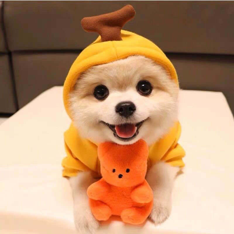 Cute Clothes For Small Dogs