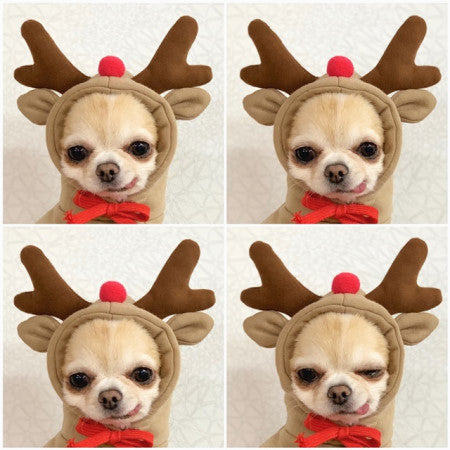 Cute Clothes For Small Dogs